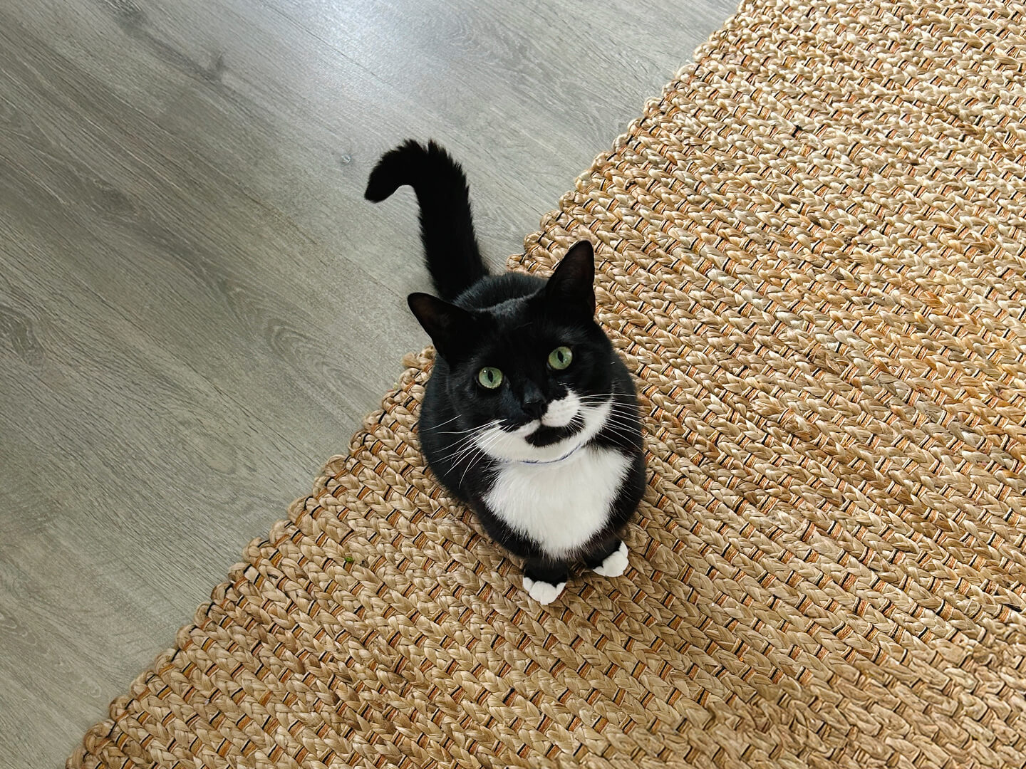 An above picture of a black and white tuxedo cat looking up at the camera